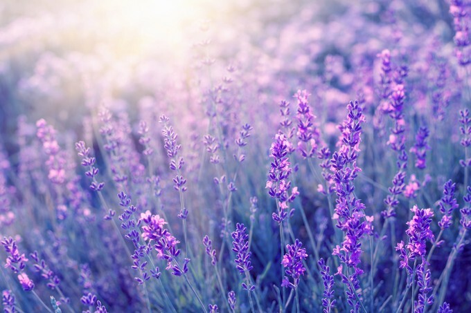 Lavender bushes closeup on sunset